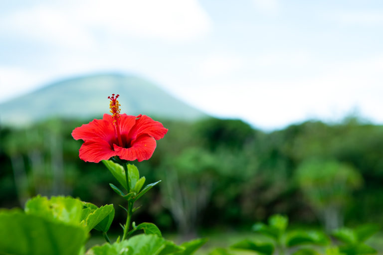 The Bounty of Magnificent Nature and Woven History of the Islands Tokyo’s Remote Islands